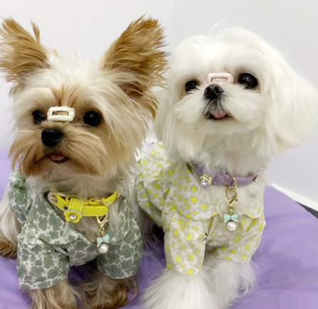 Luxe Hondenhalsband Bling